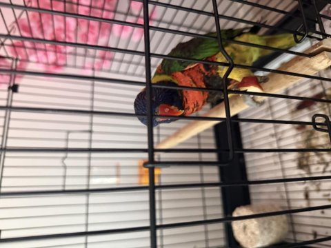 Lori papağanı ele aliskin konusan bakimli