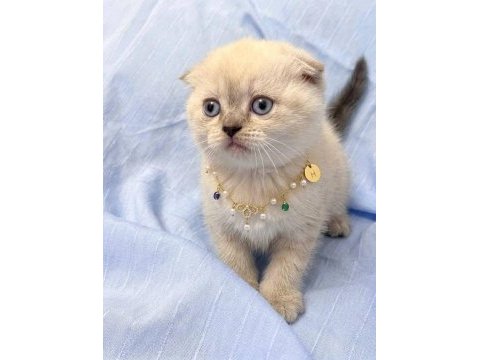 Teslime hazır mükemmel bir scottish fold