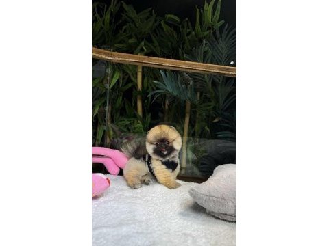 3 aylık erkek pomeranıan teddy