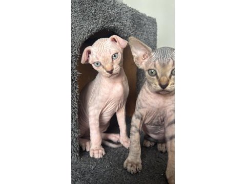2 dişi 2 erkek levkoy sphynx yavruları yuvasını arıyor