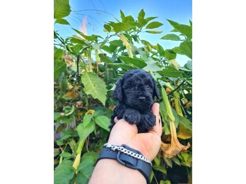 Poodle mersin