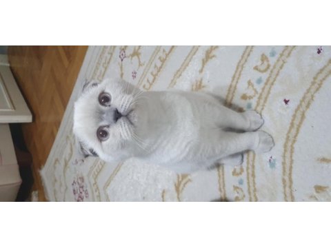 Yavru british shorthair kedimiz