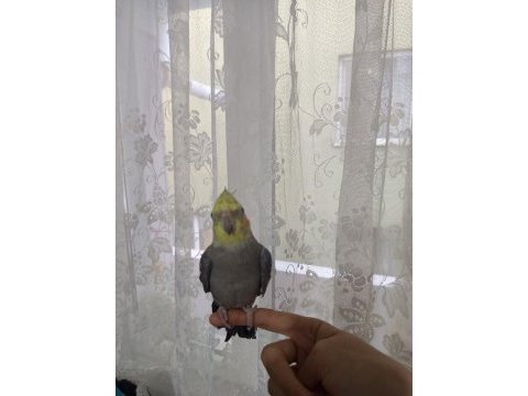 Uyguna verilecek full evcil 6-8 aylık sultan papağanı