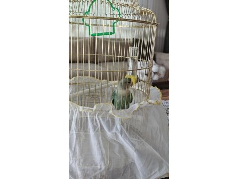 1 yaşında sevda papağanı konya