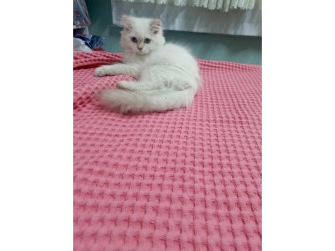 Safkan minik kediler