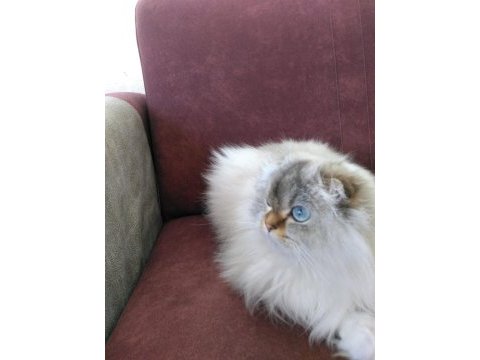 Yetişkin scottish fold dişi full secereli