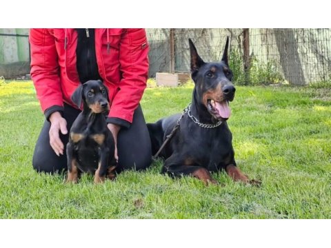 Fcı şecereli muhteşem doberman yavrular