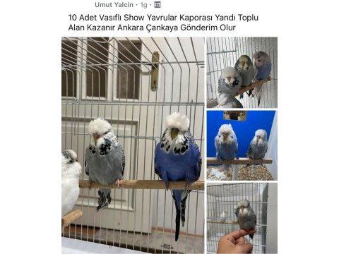 Show jumbo muhabbet kuşu yavrular