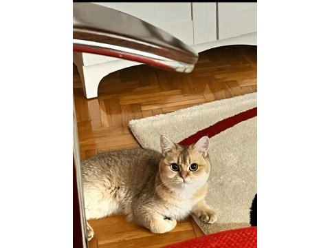 Tüm aşıları tam british shorthair