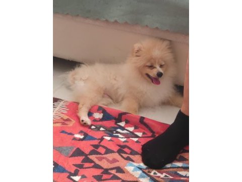 Akıllı ve oyuncu pomeranian