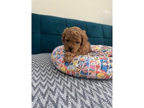 Toy poodle yavrular