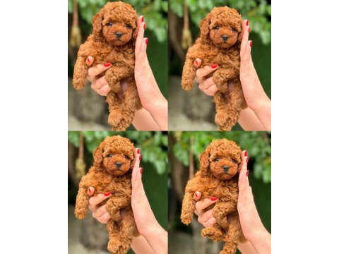 Toy poodle yavru köpeklerimiz