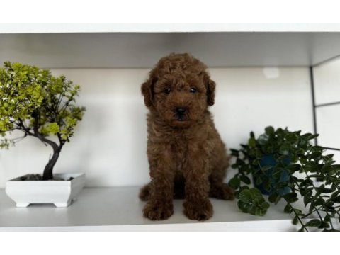 Mersin poodle yavrularımız