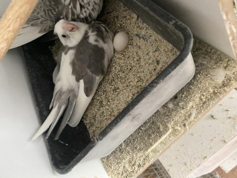 Evcil sultan papağanı çift garantili bayram kampanyası
