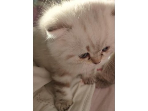 2 aylık british shorthair erkek yavru