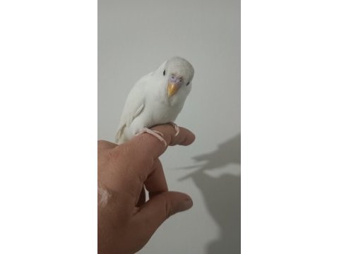 Ele kola alışık iri erkek yavru muhabbet kuşu