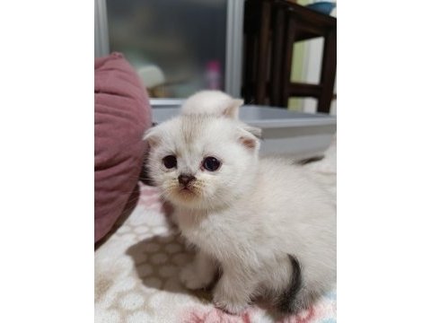 Scottish fold ve scottish straigt yavrularım