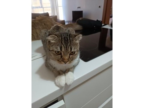 Scottish fold dişi 1 yaşında