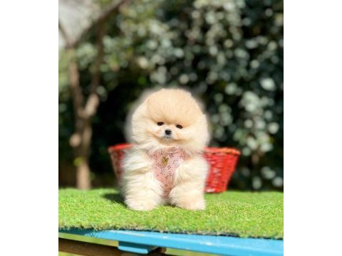 Safkan pomeranian boo yavrularımız