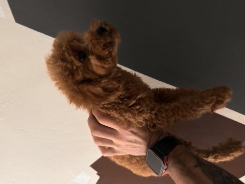 Toy poodle dişi yavru