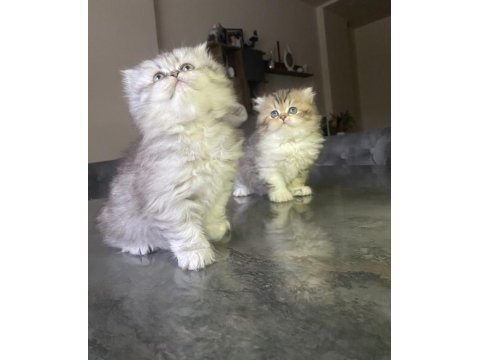 Chinchilla bebek kediler