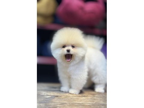 Bakanlık onaylı çiftlikten pomeranian boo bebekler