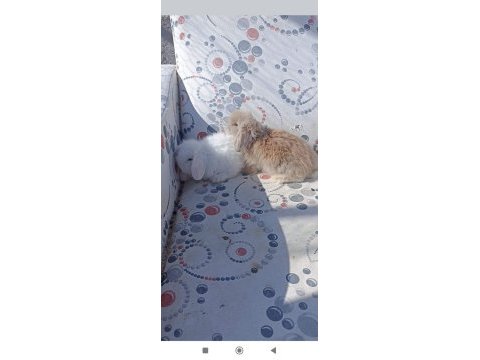 Hollanda teddy lop tavşan yavruları