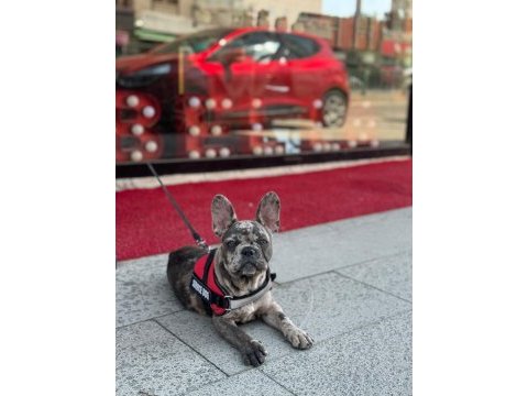 Merlin french bulldog