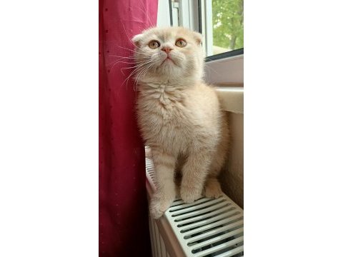 Ücretli sahiplendirme scottish fold