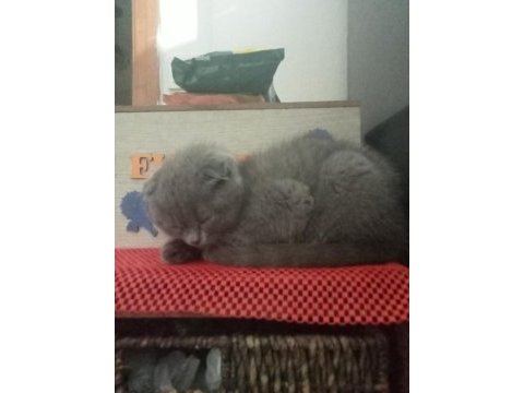 Scottish fold yavru kedimi ve annesini sahiplendiriyorum