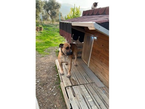 5 yaşında sakin kısır dişi çipli presa canario