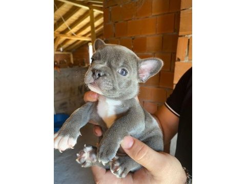 Blue french bulldog erkek teslime hazır