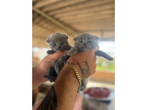 Yavru scottish fold kediler
