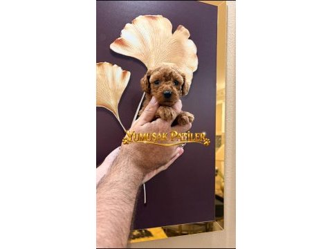 Toy poodle dişi erkek