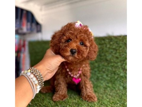 Premium toy poodle