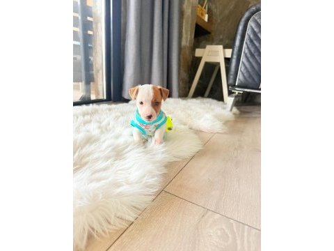 Üst kalite jack russell yavrular