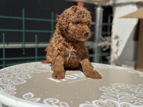 Profesyonel ruhsatlı çiftlikden toy poodle yavrular