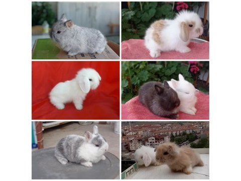 Cüce ve lop ırkı tavşan
