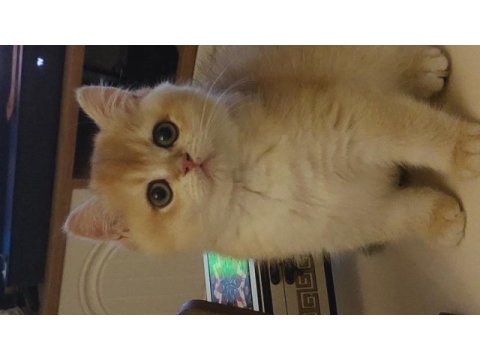 Şecereli british longhair kediler sahiplendirilecek