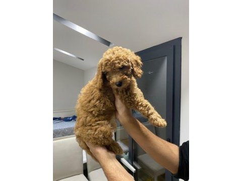 Yavru toy poodle sahiplendirme