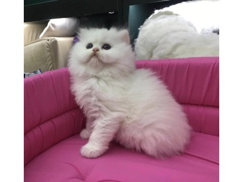 Beyaz british longhair yavrumuz