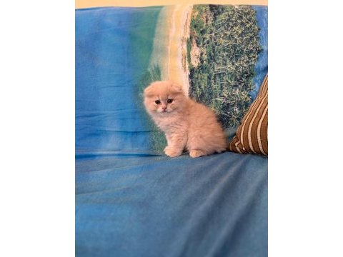 British shorthair yavrumuz