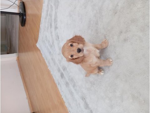2 aylık cocker yavruları dişi