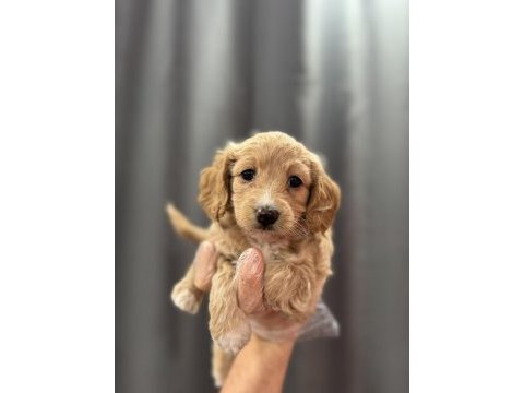 Bebek yüz maltipoo yavrular