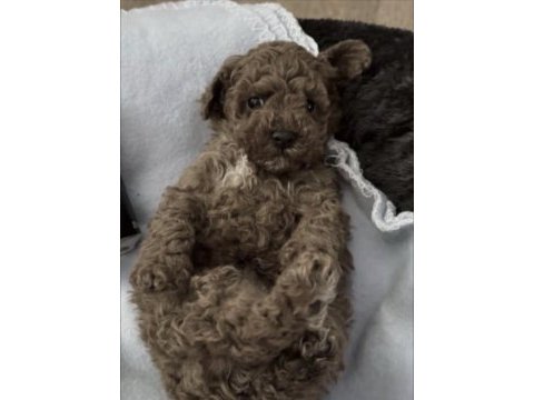 Toy poodle