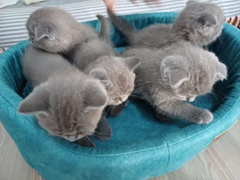 British shorthair 1.5 aylık kediler sahiplendirilecektir