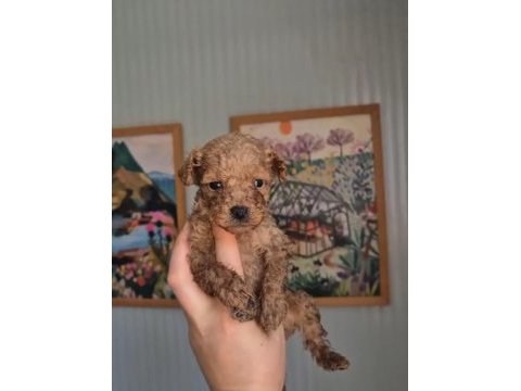 Poodle prens ve prensesler