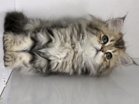 British longhair golden kedisi