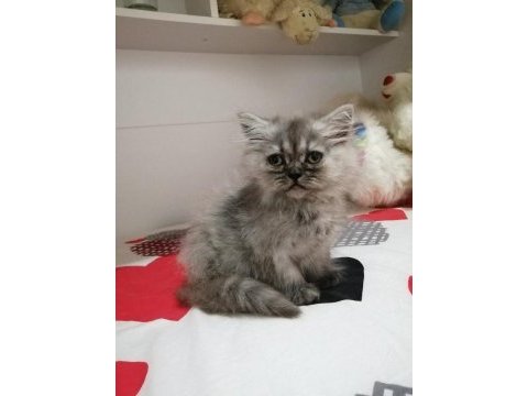Oyuncu minik scottish fold yavrularımıza sıcak yuva arıyoruz