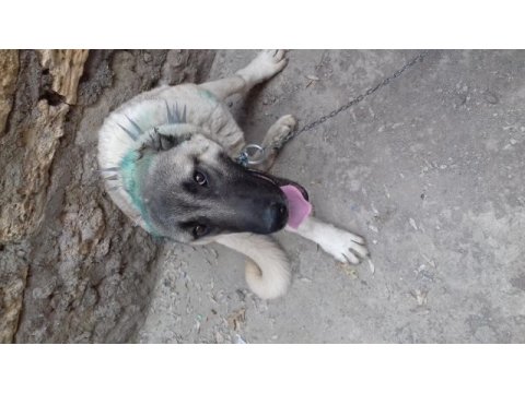 8 aylık kangal köpeği
